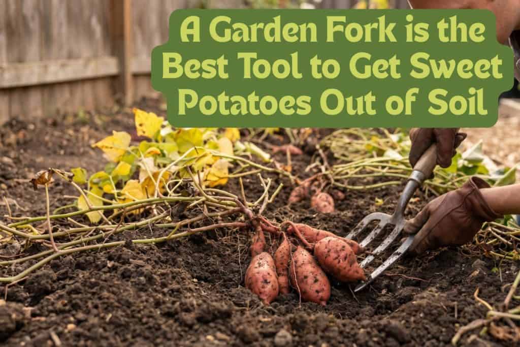 7 Steps to Growing Sweet Potatoes: Variety Selection, Soil Prep, and Curing 8 harvesting sweet potatoes