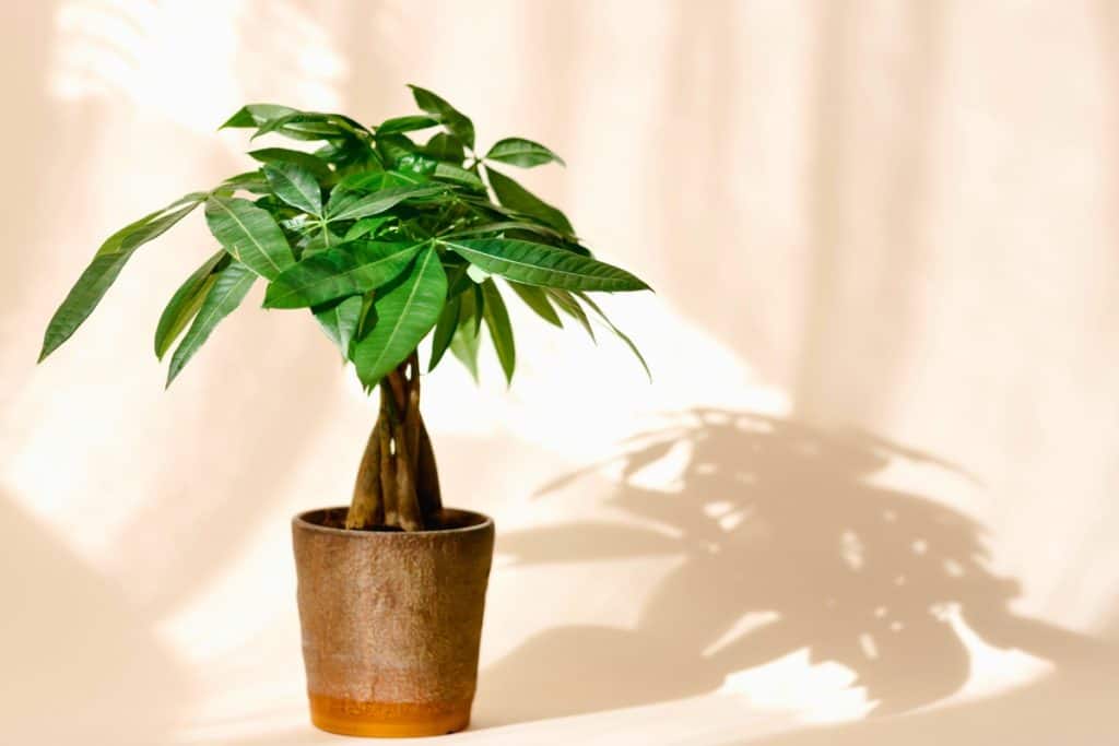 8 Simple Steps to Grow and Care for a Money Tree