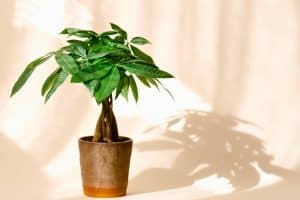 Diane Dunn 26 how to grow and propagate money trees