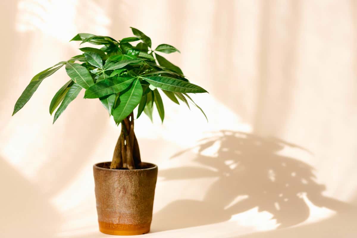 how to grow and propagate money trees