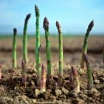 how to grow asparagus