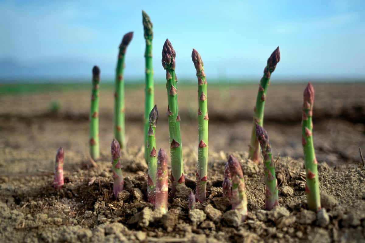 Grow Your Own Asparagus: 8 Easy Tips for a Long-Lasting Harvest 1 how to grow asparagus