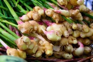 Diane Dunn 2 how to grow ginger