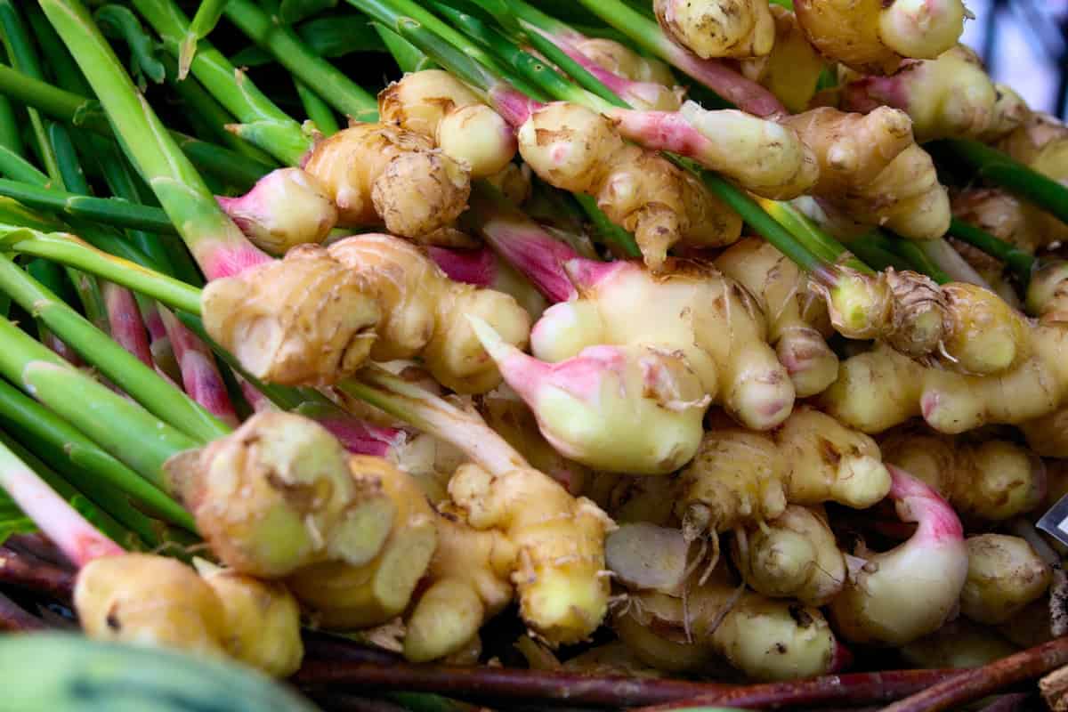 How to Grow Ginger at Home from Rhizome to Harvest 1 how to grow ginger