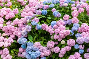 Diane Dunn 12 how to grow hydrangeas