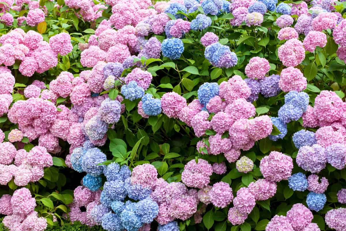 how to grow hydrangeas