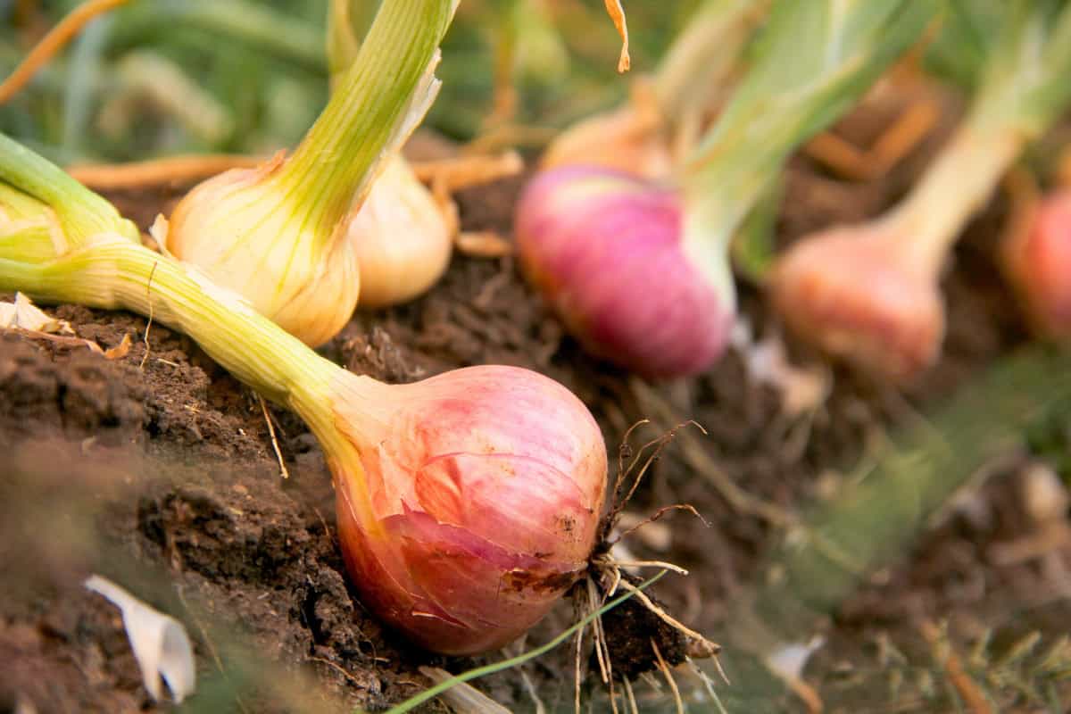 how to grow onions