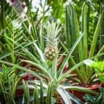 how to grow pineapple