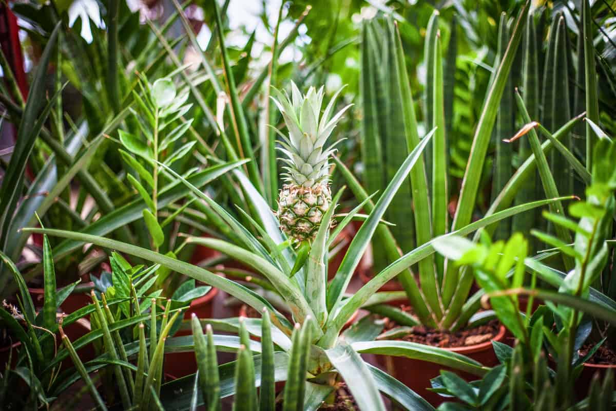 The Ultimate Guide to Growing Pot-Grown Pineapples 1 how to grow pineapple