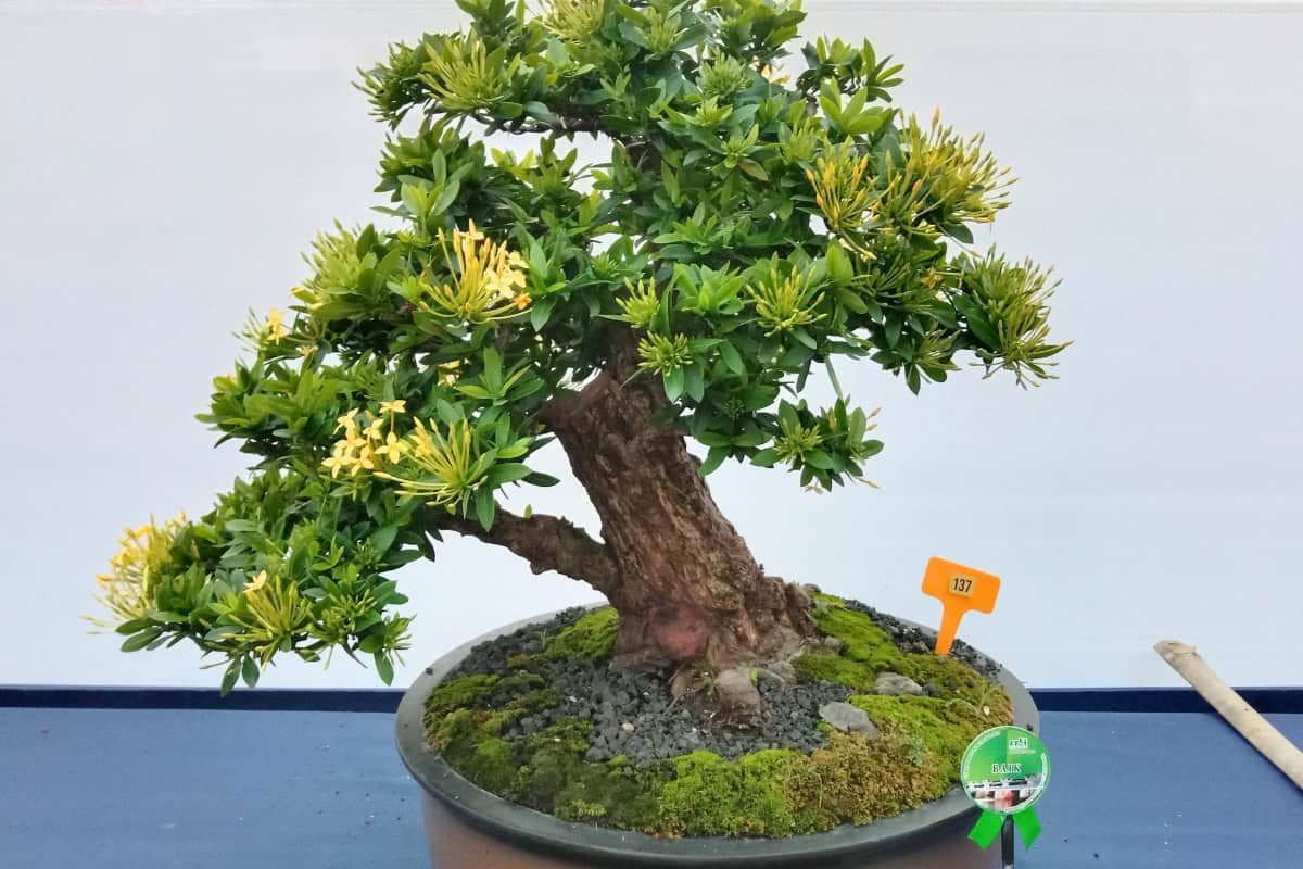 how to take care of bonsai