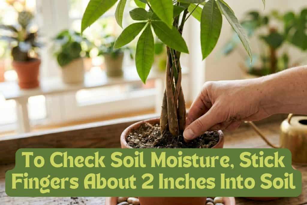 8 Simple Steps to Grow and Care for a Money Tree 5 how to water money trees