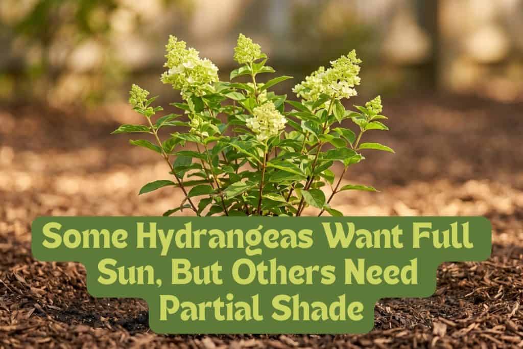 A Beginner’s Guide to Grow and Care for Hydrangeas 3 light requirements for hydrangea