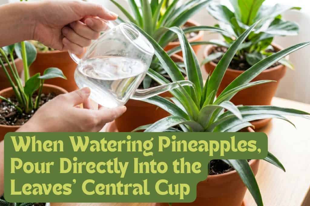 The Ultimate Guide to Growing Pot-Grown Pineapples 10 maintaining pineapple plant