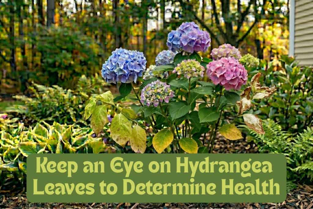A Beginner’s Guide to Grow and Care for Hydrangeas 15 monitor hydrangeas