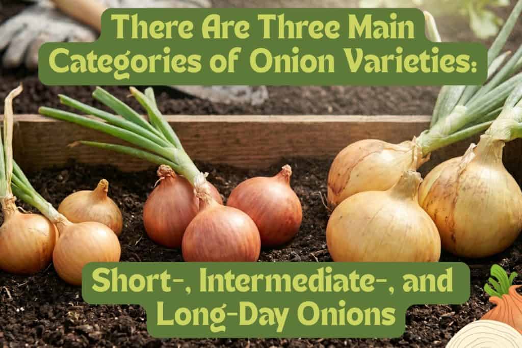 Onion Growing Made Easy: How to Plant and Care for Any Variety 2 onion varieties