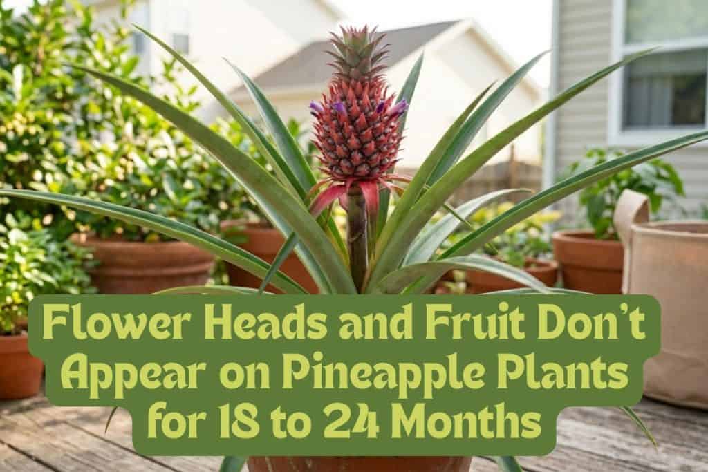 The Ultimate Guide to Growing Pot-Grown Pineapples 14 pineapple growing timeline