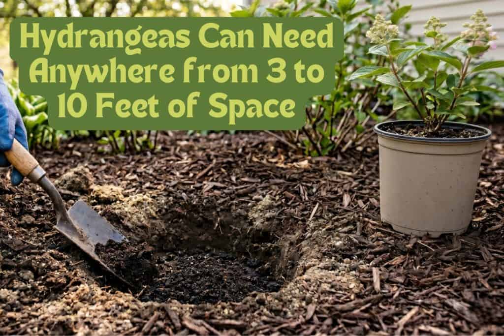 A Beginner’s Guide to Grow and Care for Hydrangeas 4 planting hydrangeas