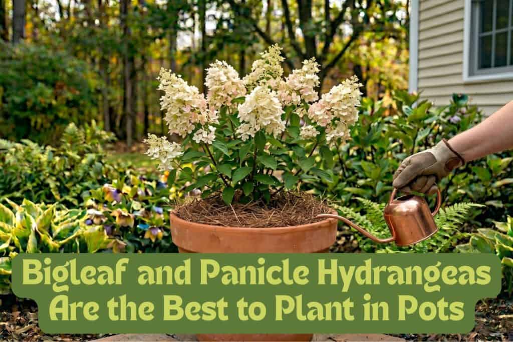 A Beginner’s Guide to Grow and Care for Hydrangeas 13 planting hydrangeas in containers