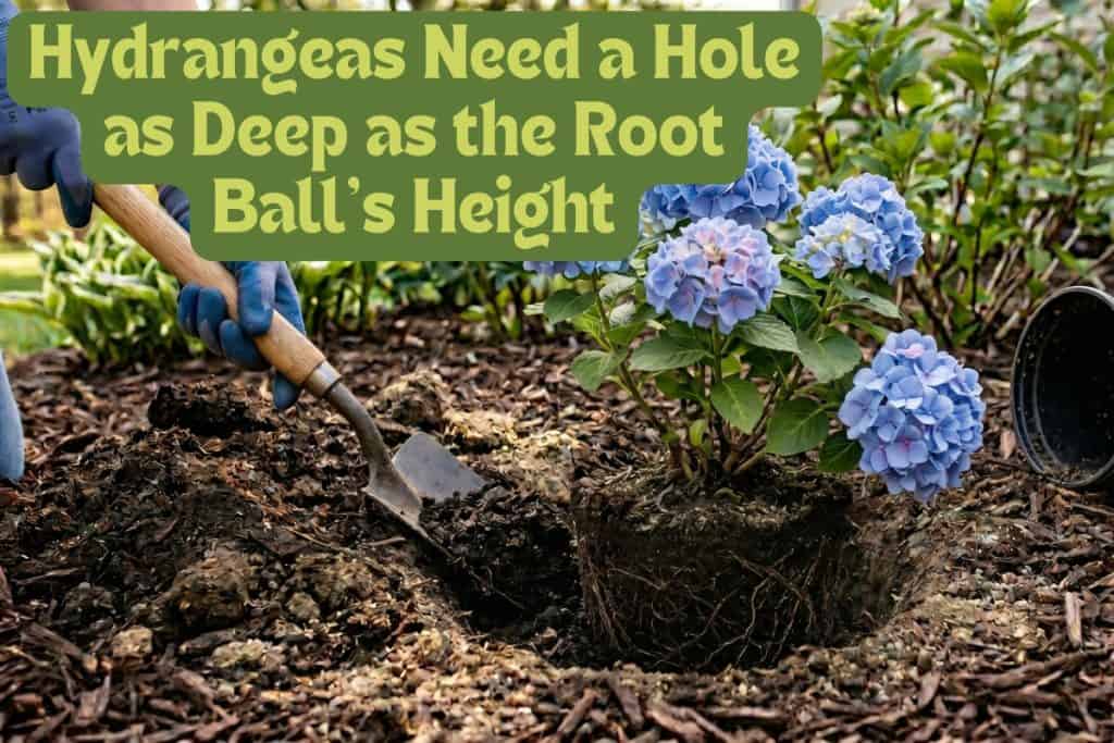 A Beginner’s Guide to Grow and Care for Hydrangeas 5 planting hydrangeas in ground