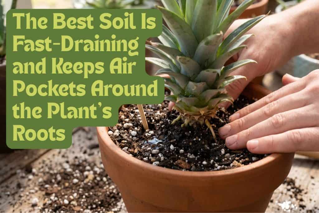 The Ultimate Guide to Growing Pot-Grown Pineapples 8 potting pineapple in soil