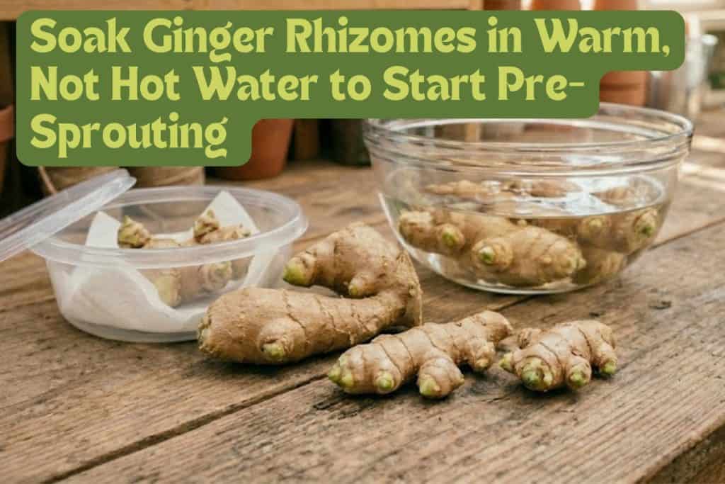 How to Grow Ginger at Home from Rhizome to Harvest 3 pre-sprouting ginger rhizomes