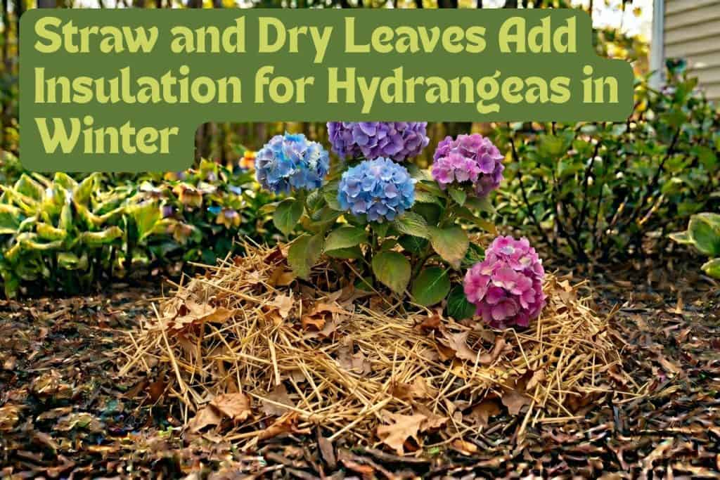 A Beginner’s Guide to Grow and Care for Hydrangeas 12 preparing hydrangeas for winter
