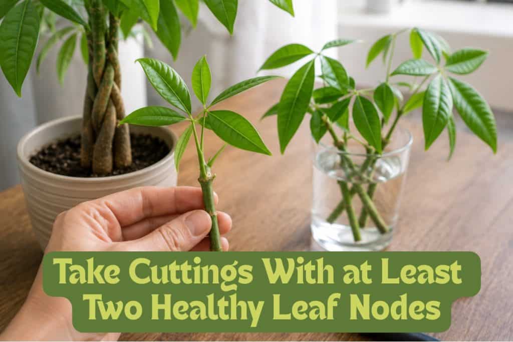 8 Simple Steps to Grow and Care for a Money Tree 10 propagate money tree from cuttings