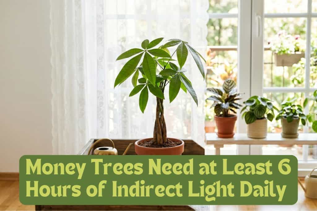 8 Simple Steps to Grow and Care for a Money Tree 3 provide money tree light