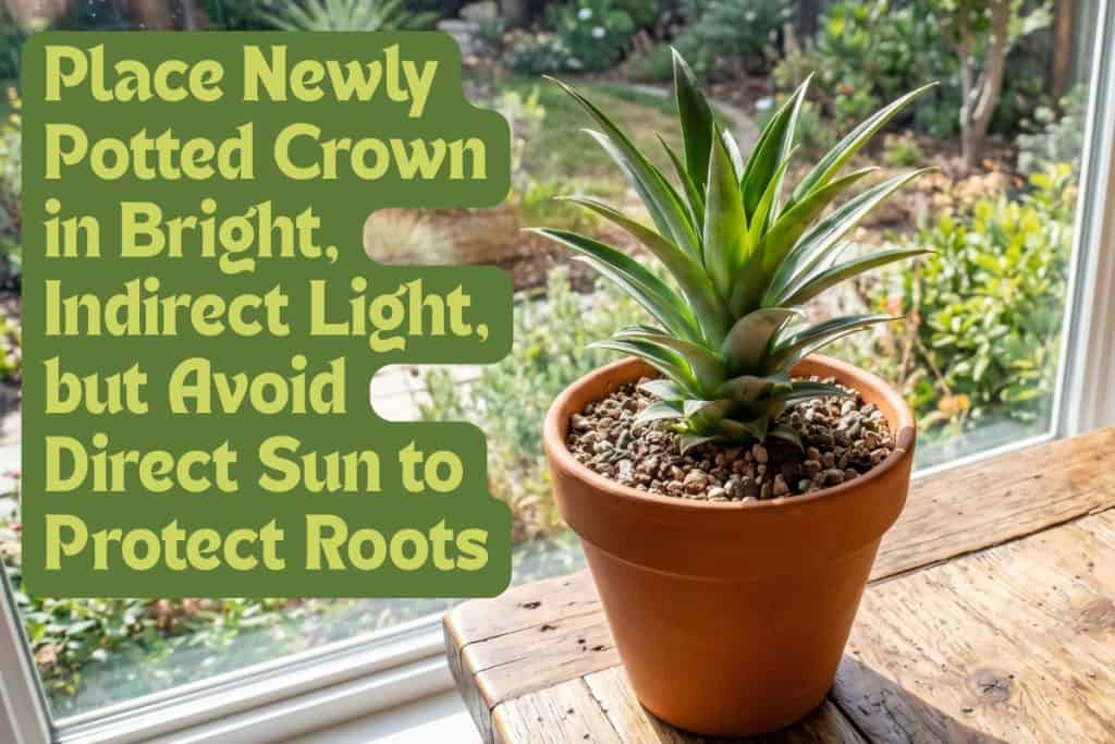 The Ultimate Guide to Growing Pot-Grown Pineapples 9 provide pineapple bright light