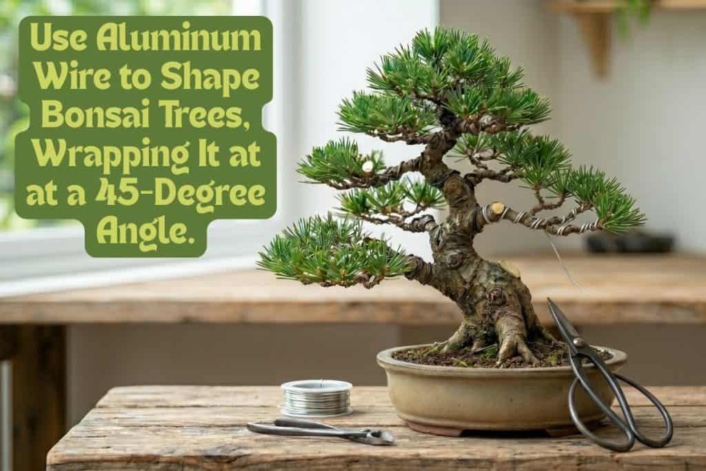 8 Steps to Bonsai Success: Watering, Pruning, Repotting, and More 8 pruning and shaping a bonsai tree