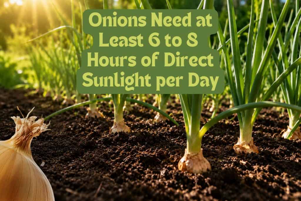 Onion Growing Made Easy: How to Plant and Care for Any Variety 4 select onion planting site