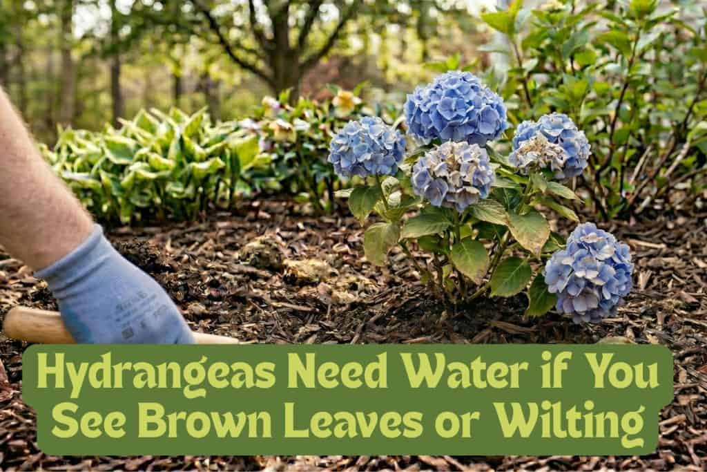 A Beginner’s Guide to Grow and Care for Hydrangeas 6 signs of over and under watering in hydrangeas