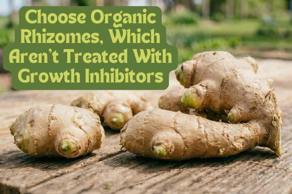 How to Grow Ginger at Home from Rhizome to Harvest 2 sourcing ginger rhizomes