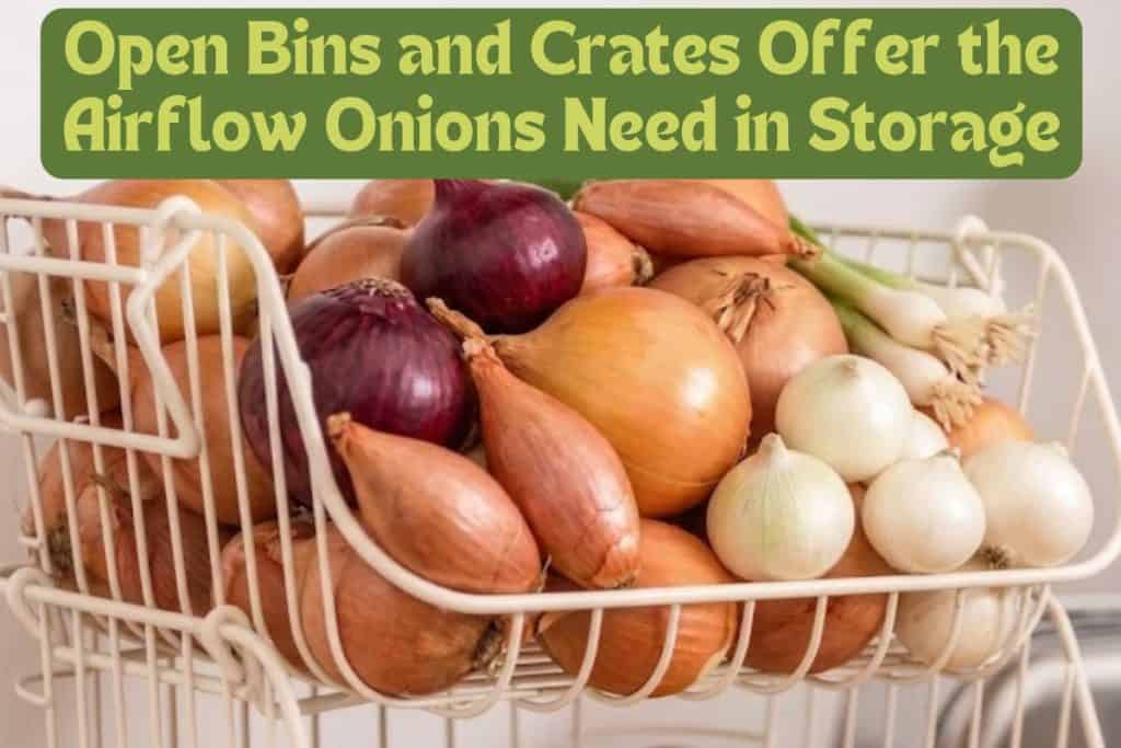 Onion Growing Made Easy: How to Plant and Care for Any Variety 10 storing onions