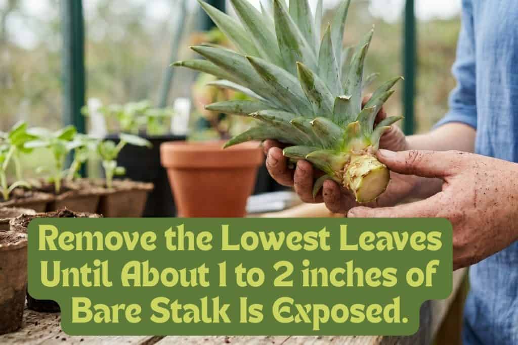 The Ultimate Guide to Growing Pot-Grown Pineapples 4 strip away lower pineapple crown leaves