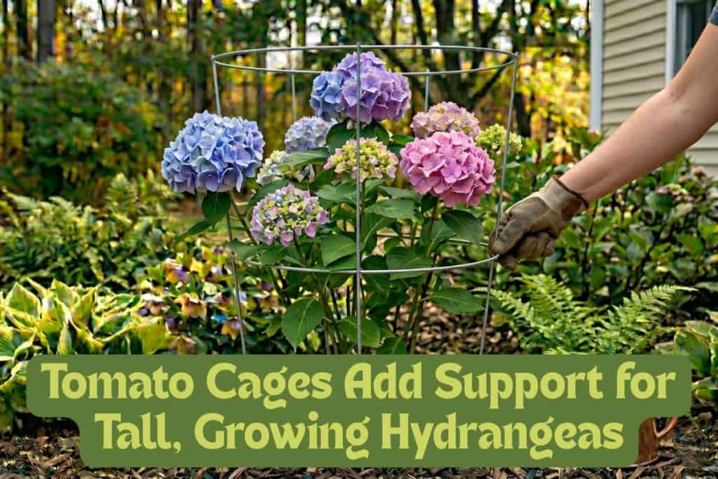 A Beginner’s Guide to Grow and Care for Hydrangeas 14 support hydrangeas