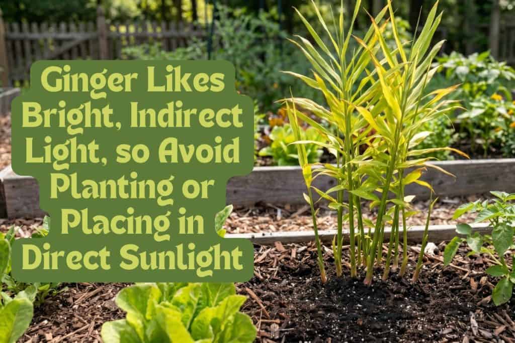 How to Grow Ginger at Home from Rhizome to Harvest 7 the right amount of sun for ginger