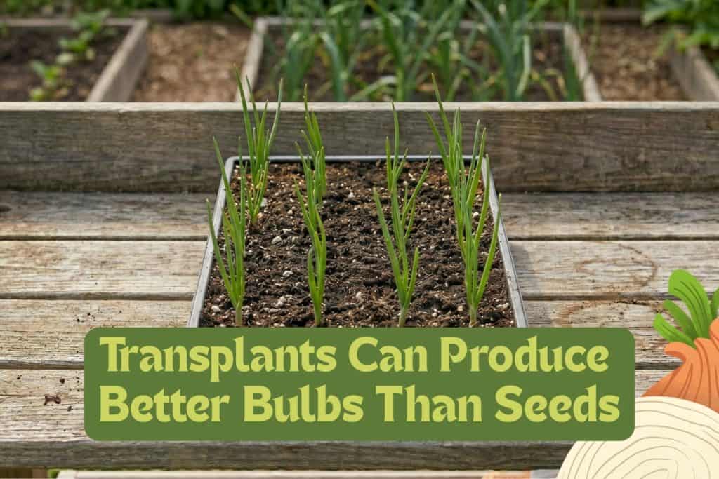 Onion Growing Made Easy: How to Plant and Care for Any Variety 3 transplanting onions