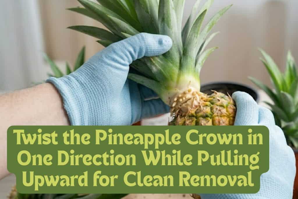 The Ultimate Guide to Growing Pot-Grown Pineapples 3 twist off the crown