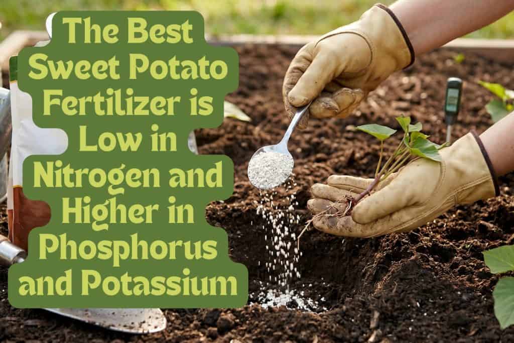 7 Steps to Growing Sweet Potatoes: Variety Selection, Soil Prep, and Curing 6 water and fertilize sweet potatoes