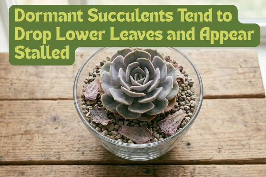Growing and Caring for Succulents in 7 Steps 8