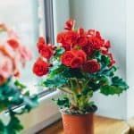 Home (GB) 1 begonias