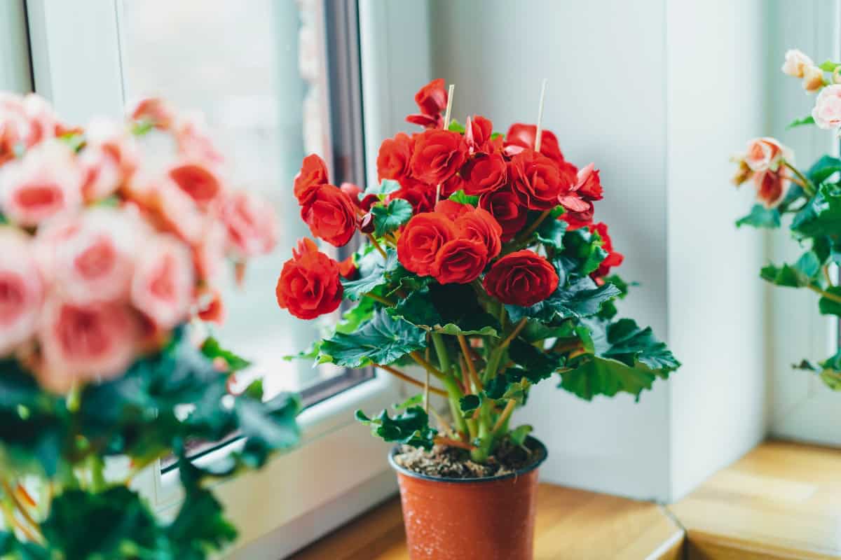 How to Grow Begonias That Bloom All Season Long 1 begonias