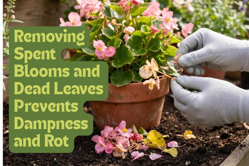 How to Grow Begonias That Bloom All Season Long 9 deadhead and groom begonias