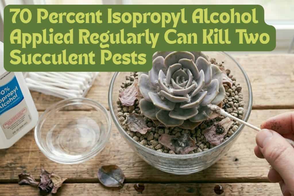 Growing and Caring for Succulents in 7 Steps 9 diseases and pests for succulents