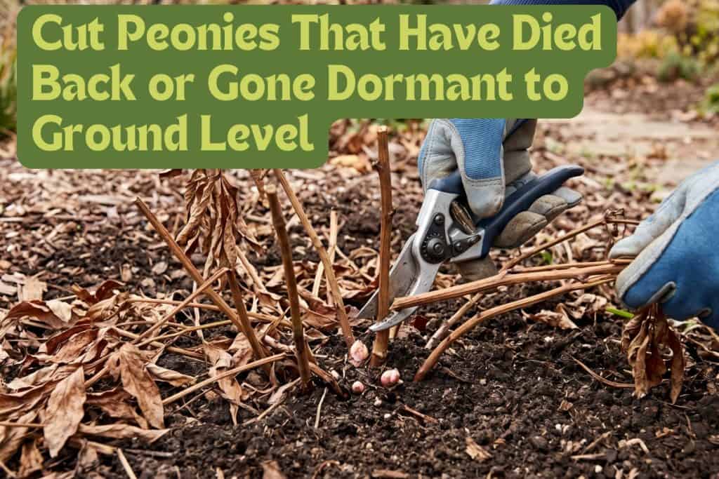 Master Growing and Caring for Peonies: An 8-Step Guide 12 fall peony cleanup