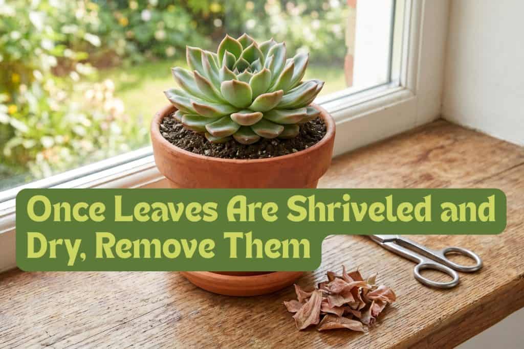 Growing and Caring for Succulents in 7 Steps 10 grooming succulents