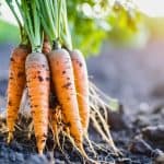 Home (GB) 1 growing carrots