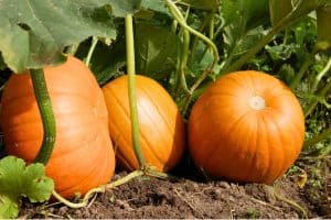 growing pumpkins