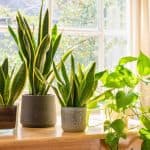 Home (GB) 1 growing snake plants